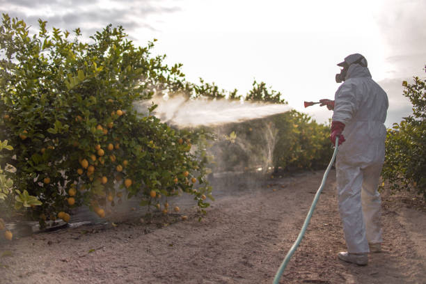 Best Local Pest Control Services  in Staten Island, NY