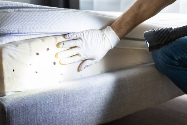 Best Flea Control Services  in Staten Island, NY
