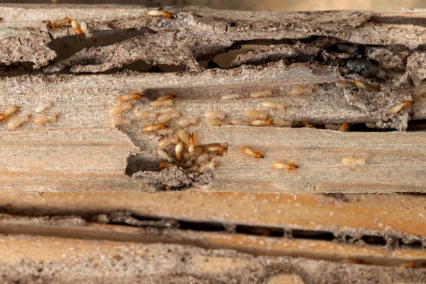 Best Best Pest Control Companies  in Staten Island, NY